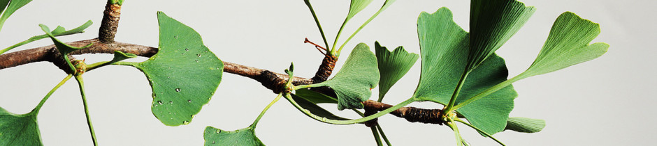 pianta, pianta verde, fogli